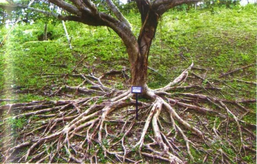 Фото 12 Дерево в одном из парков на острове Окинава присосалось корнями к - фото 15