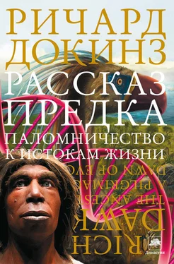 Ричард Докинз Рассказ предка. Паломничество к истокам жизни обложка книги