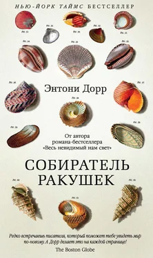 Энтони Дорр Собиратель ракушек обложка книги