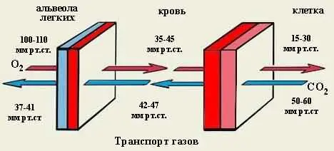 Рассмотрим сначала вообще процессы дыхания и транспорта газов кровью см Рис - фото 3