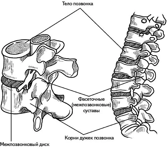 Рис 5 Фасеточные суставы Фасеточные суставы образованы фасетками - фото 6