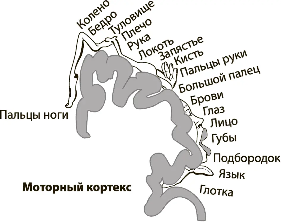 Рис 61Соматотопическая организация моторного кортекса 129 Впервые - фото 3