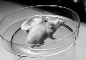 FIG 13 Mouse with an implanted bioframe Many people have misinterpreted this - фото 14