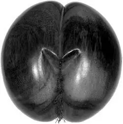 FIG 15 A Coco de Mer nut What does it look like to you AUTHORS COLLECTION - фото 16