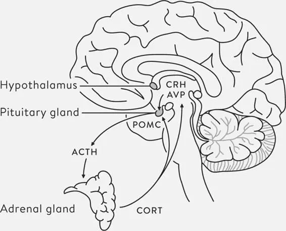 Figure 6 The hypothalamicpituitaryadrenal HPA axis Maintaining high levels - фото 12