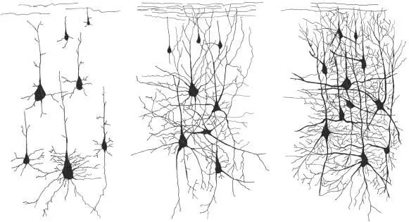 Figure 5 Illustration of neurons increasing connectivity during development - фото 5
