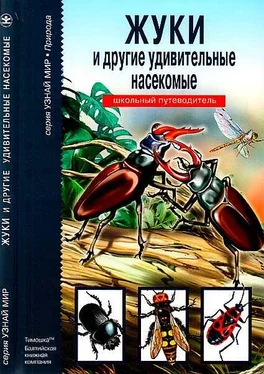 С. Афонькин Жуки и другие удивительные насекомые обложка книги