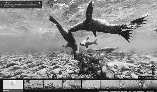 Под водой с морскими львами Галапагоса Галапагосские острова Google Inc - фото 7