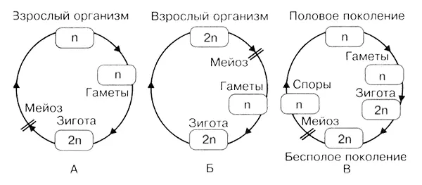 У животных мейоз происходит при образовании гамет Гаплоидными являются только - фото 12