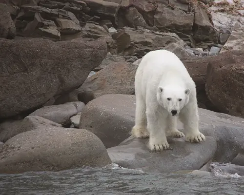 Белый медведь Из морского зверя в районе Северной Земли встречены нерпы - фото 30