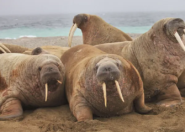 Моржи Из других видов морского зверя у островов С Каменева встречается - фото 32