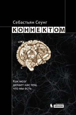 Себастьян Сеунг Коннектом. Как мозг делает нас тем, что мы есть обложка книги