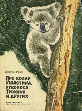 Лесли Риис Про коалу Ушастика обложка книги