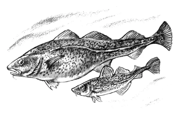 Приключения маленькой трески - фото 49