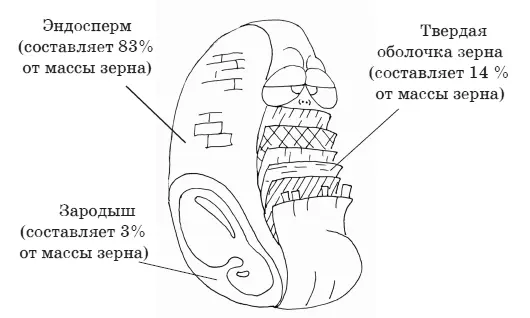 Рис 7 Строение зерна Твердая оболочка отруби Твердая оболочка покрывает - фото 7
