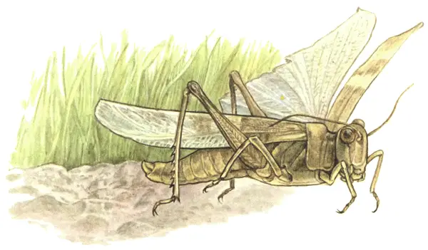 Пустынницапесчанка Hyalorrhipus clausi Kitt Самцы этого вида чрезвычайно - фото 55