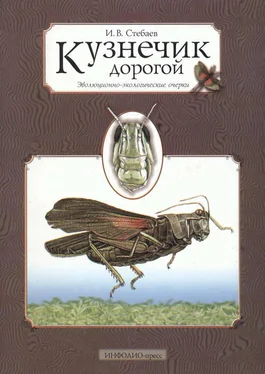 Игорь Стебаев Кузнечик дорогой. Эволюционно-экологические очерки обложка книги