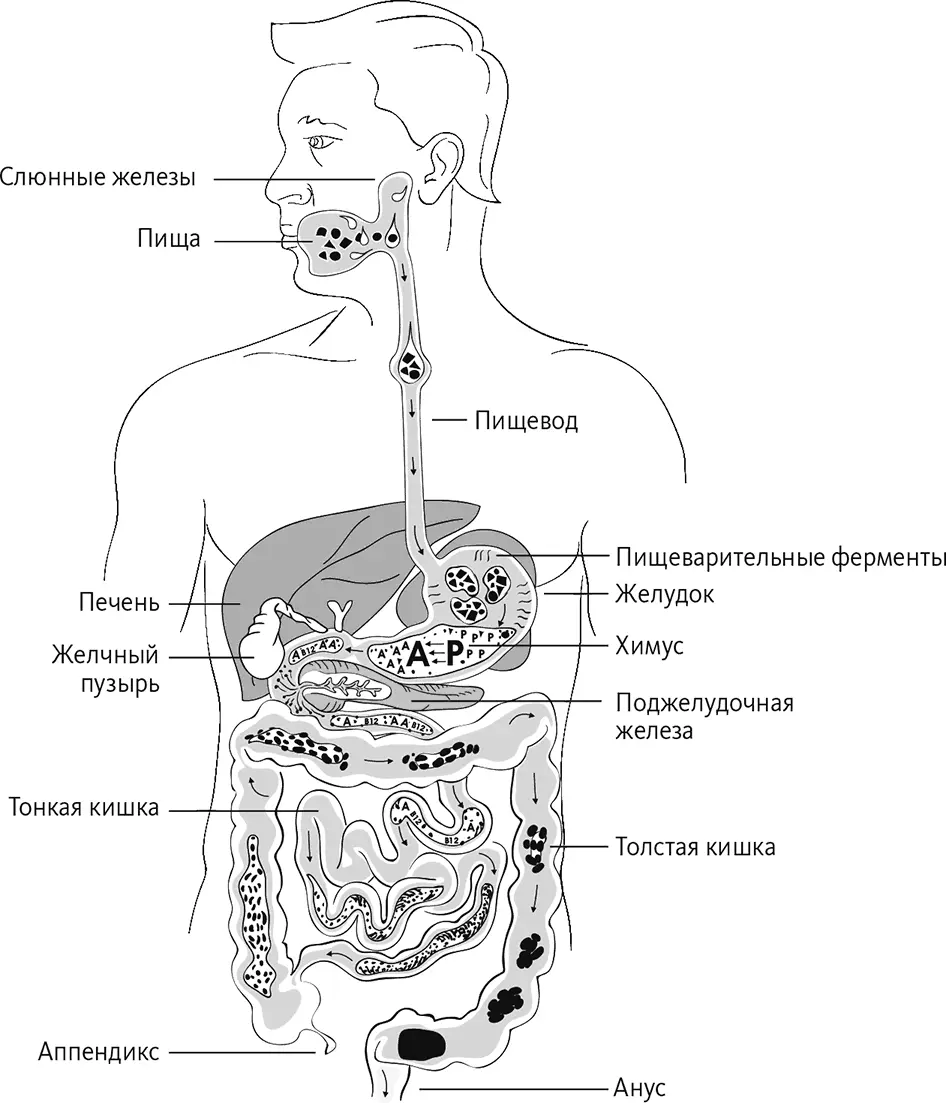 Причины нарушения пищеварения Проходя по желудочнокишечному тракту ЖКТ - фото 12