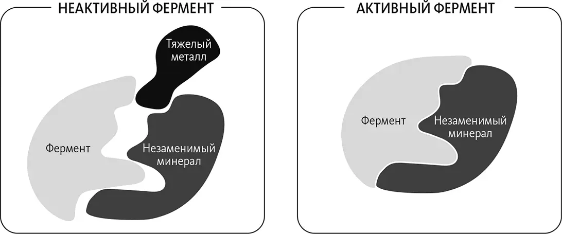 Присоединение тяжелых металлов к ферменту вызывает изменение его формы и - фото 73