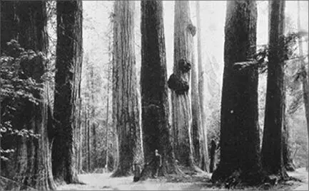 no fresco that can rival the delicacy of lacework they have festooned between - фото 45