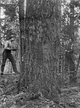 That day we do not find Johnsons Cathedral Trees They are not where one - фото 47