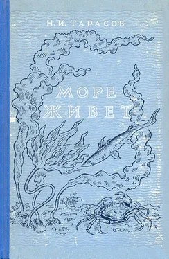 Н. Тарасов Море живёт обложка книги