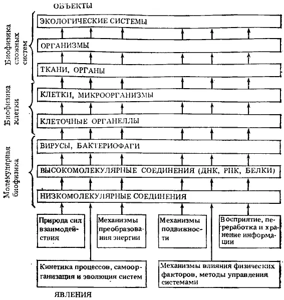 Рис 1 Явления и объекты изучения современной биологической физики по Г Р - фото 1