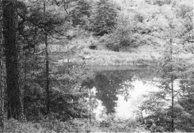 It may be green and stale but little ponds nestled in parks in our cities can - фото 55