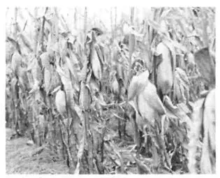 Where corn is abundant it can be used as a fuel source An old nowdrained - фото 67