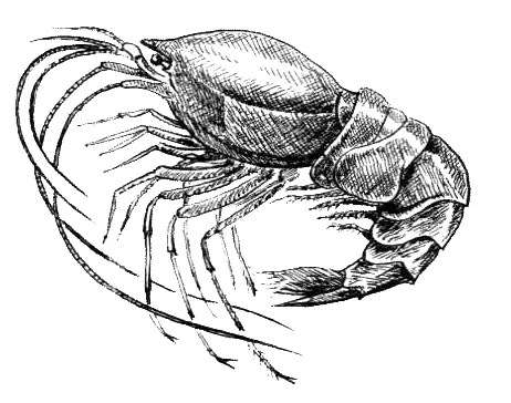Креветканотостомус Большинство представителей подотряда питается в основном - фото 13