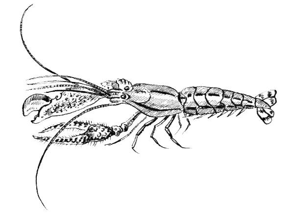 Креветкаальфеус Любителиаквариумисты держат в домашних аквариумах не только - фото 14