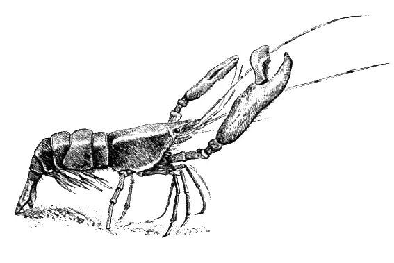 Самая замечательная биологическая черта щелкунов это их способность издавать - фото 15