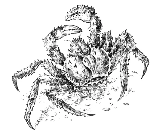 Обитают эти огромные ракообразные в Японском Охотском и Беринговом морях Всю - фото 16