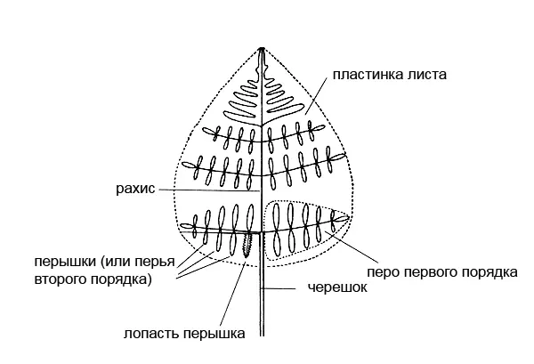 Строение листа папоротника Есть виды папоротников у которых листья - фото 23