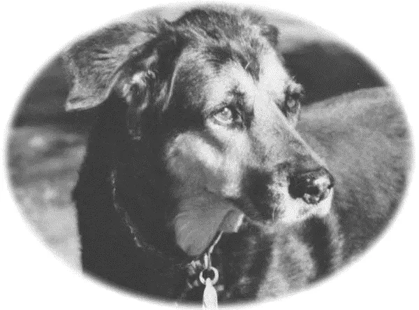Стив Дьюно Собака которая спустилась с холма Незабываемая история Лу лучшего - фото 1