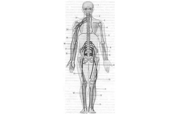 Рисунок 2 Существует еще одна классификация которая единую нервную систему - фото 2