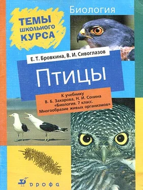 Евгения Бровкина Птицы обложка книги