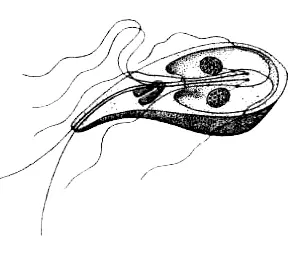 Подцарство Одноклеточные или Простейшие Protozoa Общая характеристика - фото 1