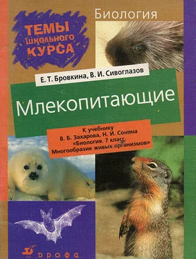 Евгения Бровкина Млекопитающие обложка книги