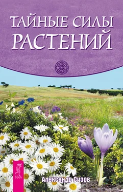 Александр Сизов Тайные силы растений обложка книги