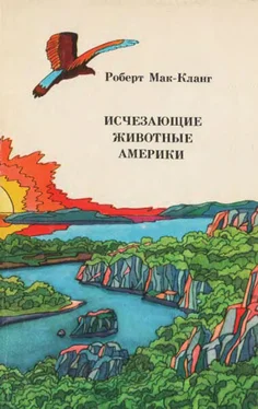 Роберт Мак-Кланг Исчезающие животные Америки обложка книги