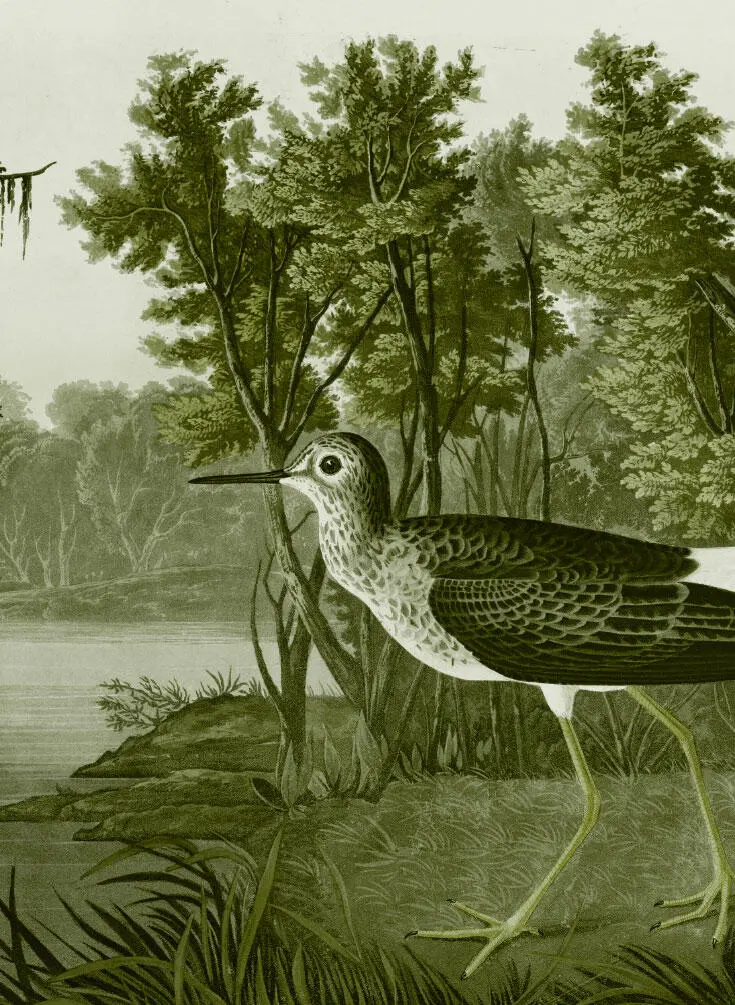 Глава 5 Гравюра CCLXXXVIII Желтоногий Улит Вот две последние недели - фото 33