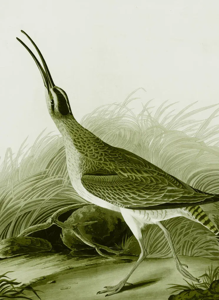 Глава 9 Гравюра CCXXXVII Большой Эскимосский Кроншнеп К первой - фото 61