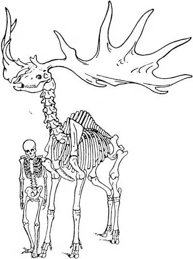 Рис 41 Скелет гигантского оленя Переразвитые рога тяжелая ноша для - фото 42