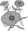 Ноготки или календула лекарственная Calendula officinalisЧтобы приготовить - фото 36