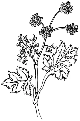 Coriandrum sativum такое в общемто малоприятное название этому растению - фото 5
