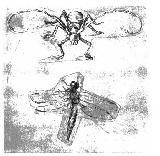 Леонардо да Винчи Зарисовки жука и стрекозы Все это было не только чуждо но - фото 26