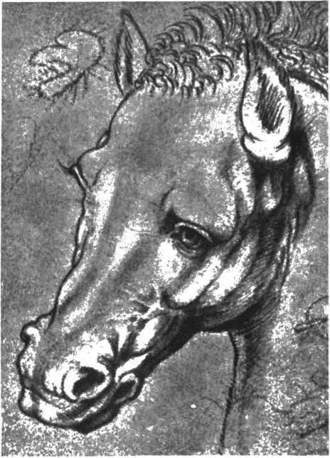 Леонардо да Винчи Голова лошади Рисунок Почти каждое утро чуть ли не на - фото 58