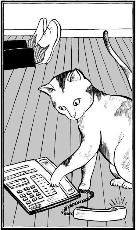 EMILY THE CAT WHO TRAVELED WORSTCLASS TO FRANCE Curiosity doesnt always - фото 96