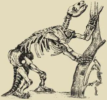 Рис 8 Скелеты ленивцев Южной Америки справа современный вид слева - фото 9